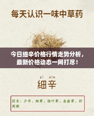 今日细辛价格行情走势分析，最新价格动态一网打尽！