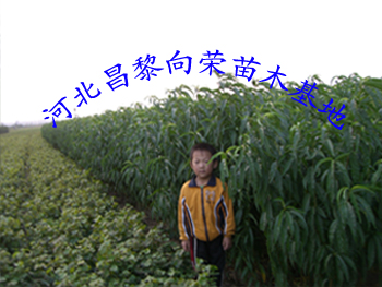 河北苗木基地，绿色产业蓬勃发展