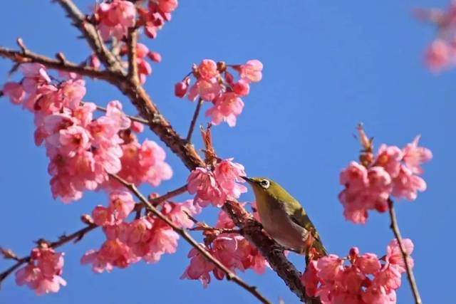 春暖花开最新获取地址，春暖花开