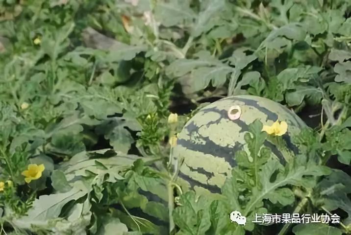 揭秘今日西瓜价格最新行情，科技引领生活的高科技产品体验之旅