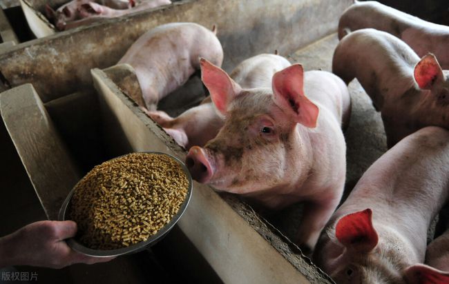 最新猪价动态,变化中的机遇与成就感的源泉,揭示背后的故事与趋势分析