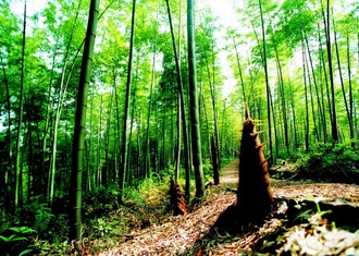 橘虞初梦 第46页