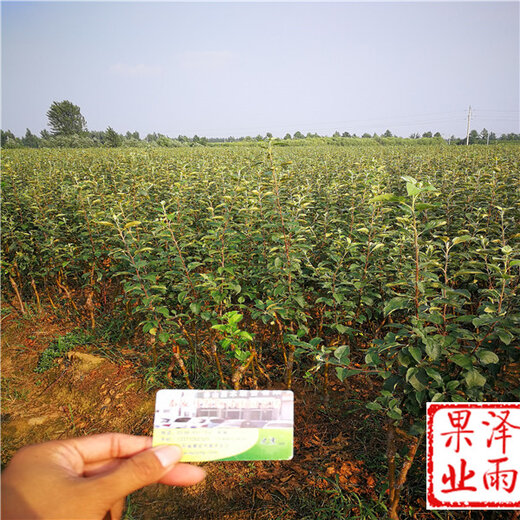 橘虞初梦 第45页