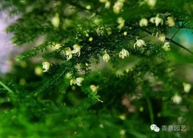 草柳之间的温馨日常,友谊、欢笑与家的温暖本周更新内容摘要