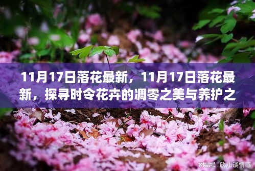 探寻时令花卉凋零之美，最新落花养护指南，11月17日专题报道