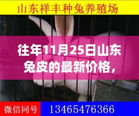 往年11月25日山东兔皮价格概览、分析及其市场动态标题，往年11月25日山东兔皮价格走势及分析预测报告