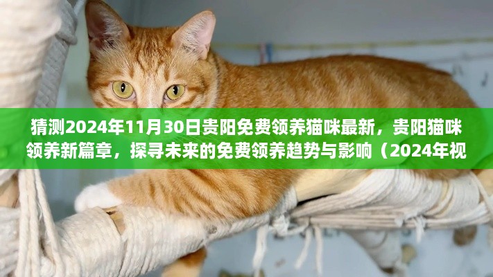 2024年贵阳猫咪领养新篇章，免费领养趋势与展望