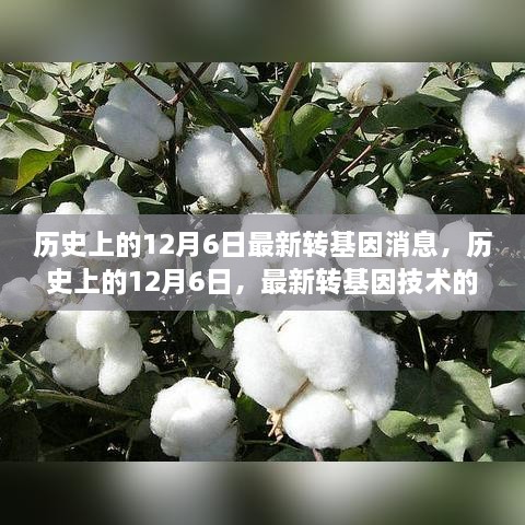 历史上的12月6日最新转基因消息，历史上的12月6日，最新转基因技术的消息及其影响——深入分析与观点阐述