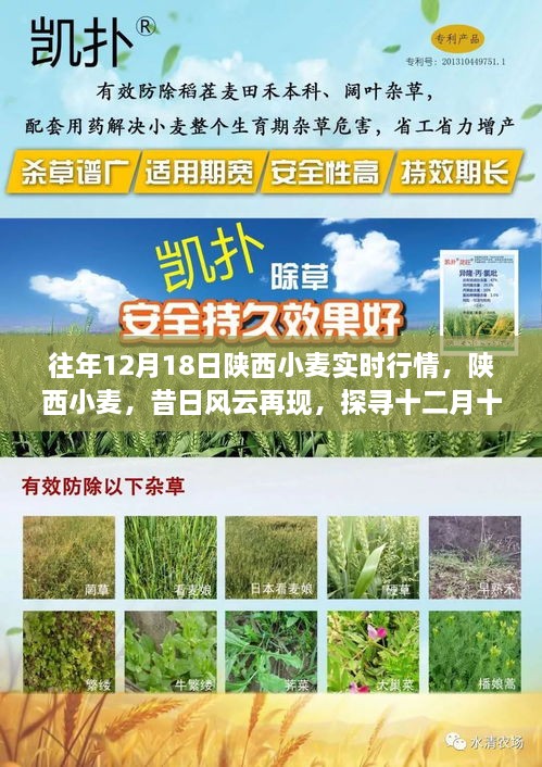 niaomianhuxing 第6页