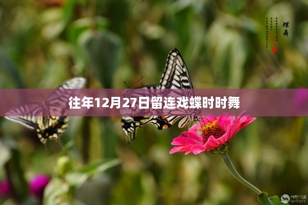 往年12月27日蝶舞翩翩不断连戏舞
