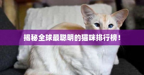 揭秘全球最聪明的猫咪排行榜！