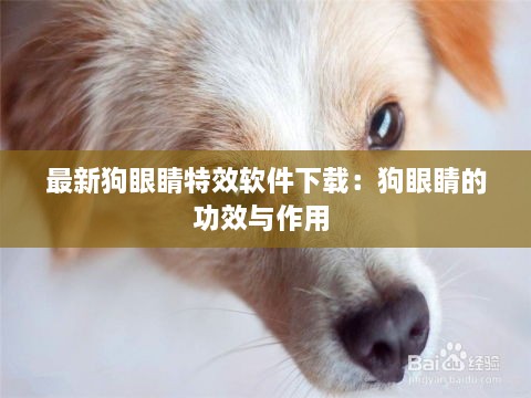 最新狗眼睛特效软件下载：狗眼睛的功效与作用 