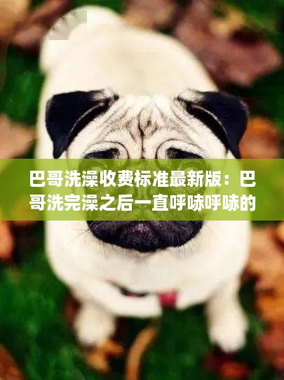 巴哥洗澡收费标准最新版：巴哥洗完澡之后一直呼哧呼哧的是什么原因 