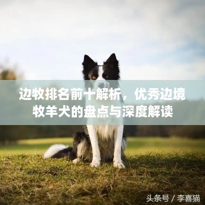 边牧排名前十解析，优秀边境牧羊犬的盘点与深度解读