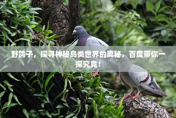 野鸽子，探寻神秘鸟类世界的奥秘，百度带你一探究竟！