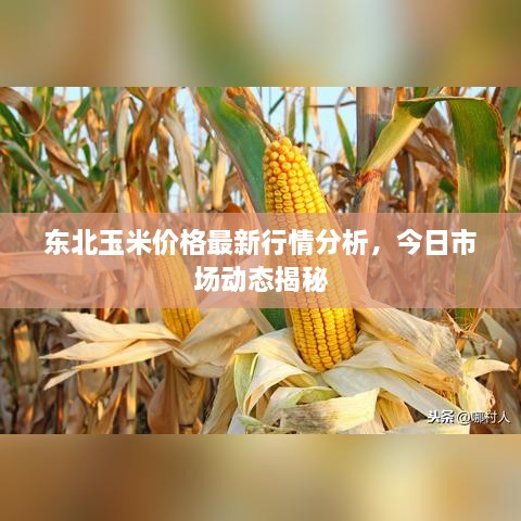 东北玉米价格最新行情分析，今日市场动态揭秘