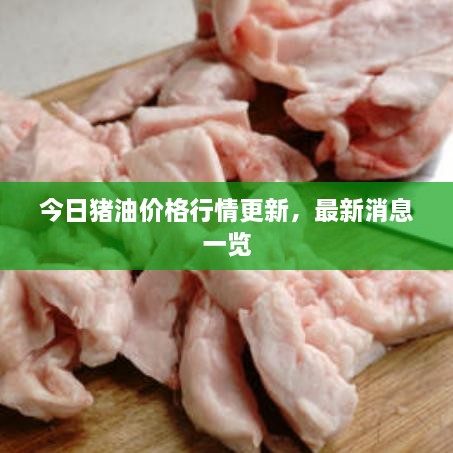 今日猪油价格行情更新，最新消息一览