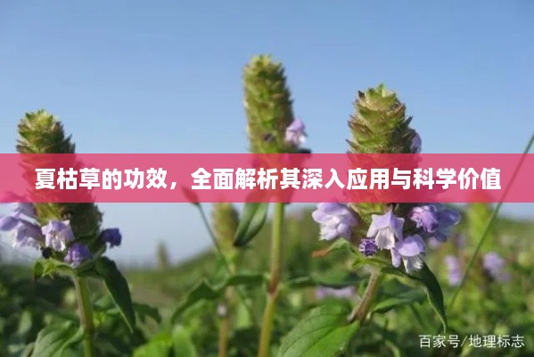 夏枯草的功效，全面解析其深入应用与科学价值