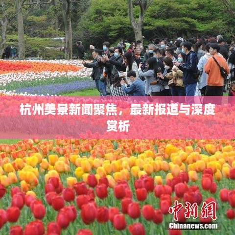 杭州美景新闻聚焦，最新报道与深度赏析