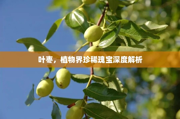 叶枣，植物界珍稀瑰宝深度解析