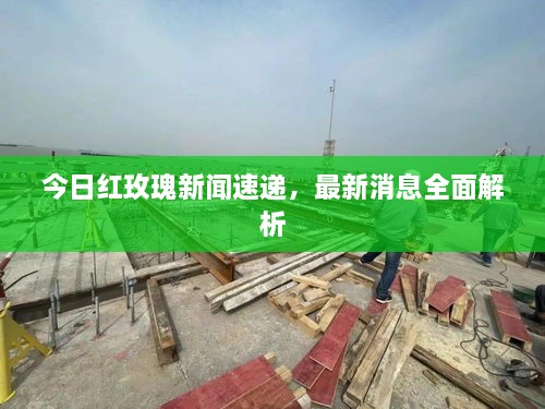 今日红玫瑰新闻速递，最新消息全面解析
