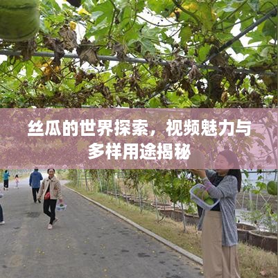 丝瓜的世界探索，视频魅力与多样用途揭秘