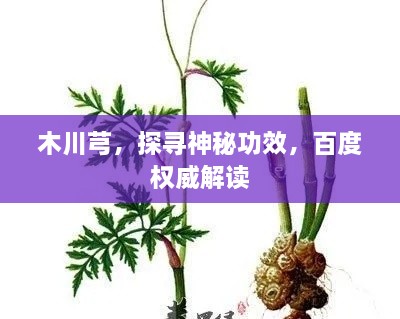 木川芎，探寻神秘功效，百度权威解读