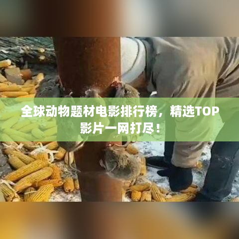 全球动物题材电影排行榜，精选TOP影片一网打尽！