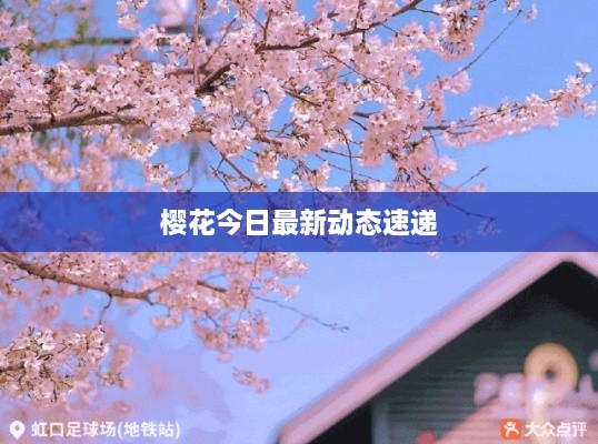 樱花今日最新动态速递
