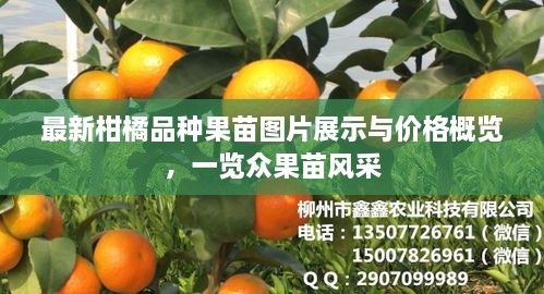 最新柑橘品种果苗图片展示与价格概览，一览众果苗风采
