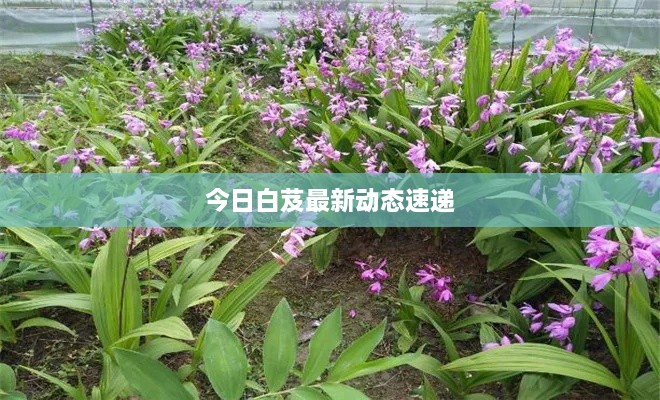 今日白芨最新动态速递