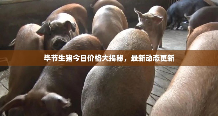 毕节生猪今日价格大揭秘，最新动态更新