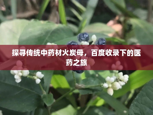 探寻传统中药材火炭母，百度收录下的医药之旅