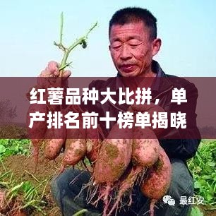 红薯品种大比拼，单产排名前十榜单揭晓！