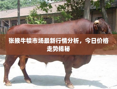 张掖牛犊市场最新行情分析，今日价格走势揭秘