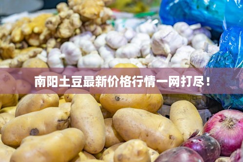 南阳土豆最新价格行情一网打尽！