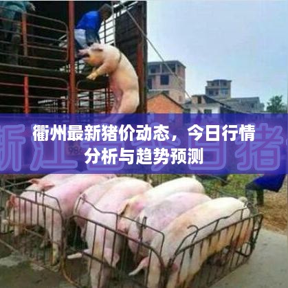 衢州最新猪价动态，今日行情分析与趋势预测