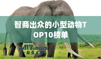 智商出众的小型动物TOP10榜单