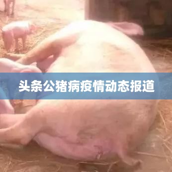 头条公猪病疫情动态报道