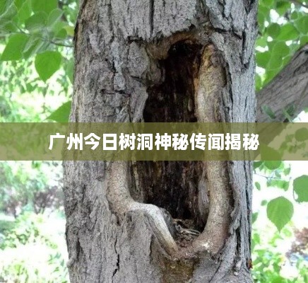 广州今日树洞神秘传闻揭秘
