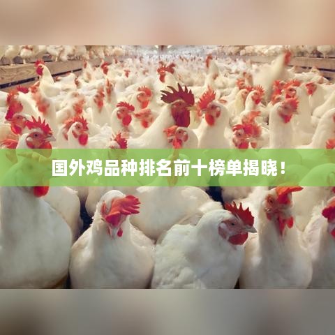 国外鸡品种排名前十榜单揭晓！