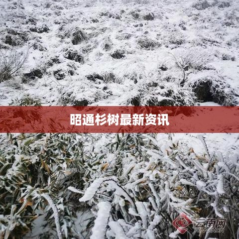 昭通杉树最新资讯