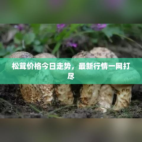 松茸价格今日走势，最新行情一网打尽