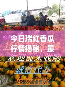 今日瑞红香瓜行情揭秘，最新价格与市场动态全解析