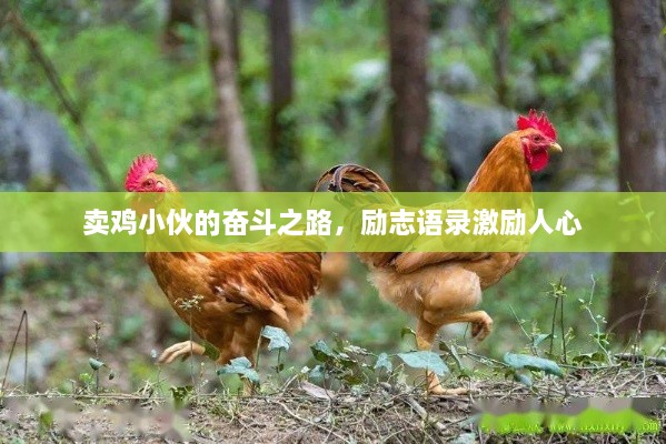 卖鸡小伙的奋斗之路，励志语录激励人心