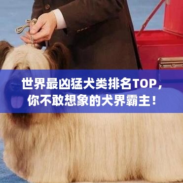 世界最凶猛犬类排名TOP，你不敢想象的犬界霸主！
