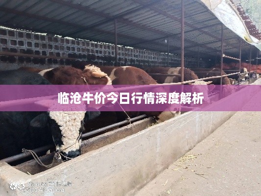临沧牛价今日行情深度解析