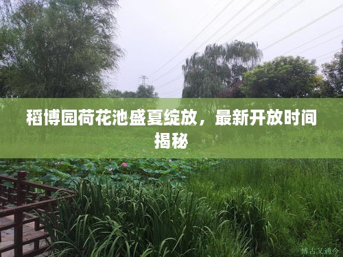 稻博园荷花池盛夏绽放，最新开放时间揭秘