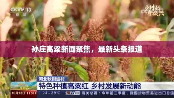 孙庄高粱新闻聚焦，最新头条报道