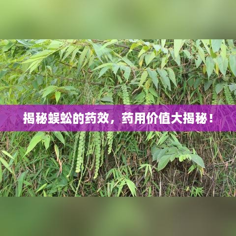 揭秘蜈蚣的药效，药用价值大揭秘！